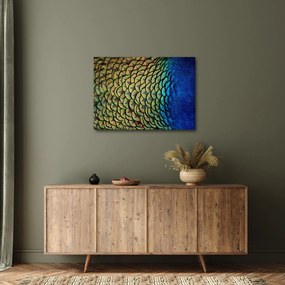 Obraz - Pávie perie (70x50 cm)