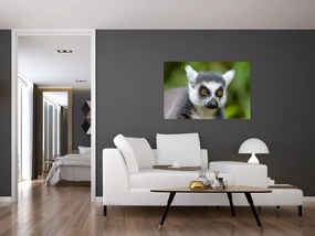 Obraz lemura (90x60 cm)