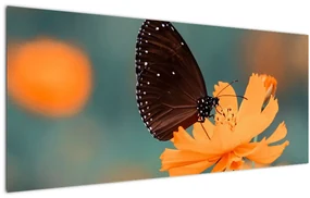 Obraz - motýľ na oranžovom kvete (120x50 cm)