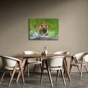 Obraz - Bežiaci tiger (70x50 cm)