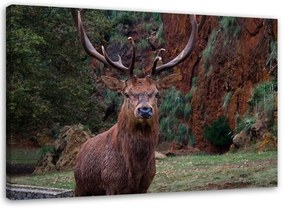 Obraz na plátně Jelen v lese Příroda Zvířata - 90x60 cm