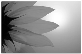 Obraz na plátne - Slnečnica kvet 1201QA (120x80 cm)