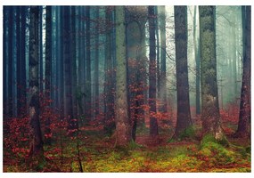 Samolepiaca fototapeta tajomstvo lesa