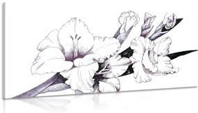 Obraz ilustrácia kvitnúceho gladiolu Varianta: 100x50