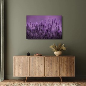 Obraz - Levanduľa (90x60 cm)