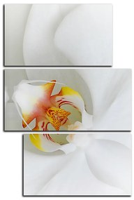 Obraz na plátne - Detailný záber bielej orchidey - obdĺžnik 7223D (90x60 cm)