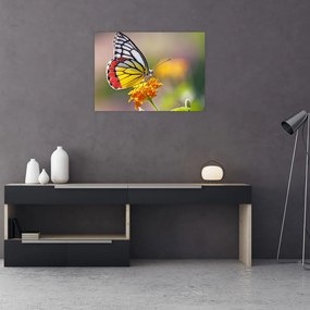 Sklenený obraz motýľa na kvete (70x50 cm)