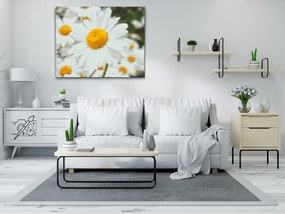 Gario Diamantové maľovanie Kopretiny Rozmery: 40 x 30 cm, Rámovanie: Iba zrolované plátno, Diamanty: Okrúhle