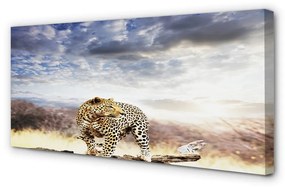 Obraz canvas panter mraky 100x50 cm