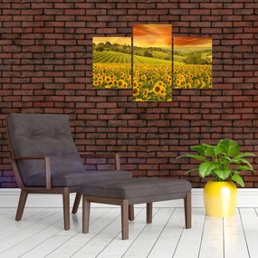 Obraz - Slnečnicové pole (90x60 cm)