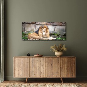Obraz leva (120x50 cm)