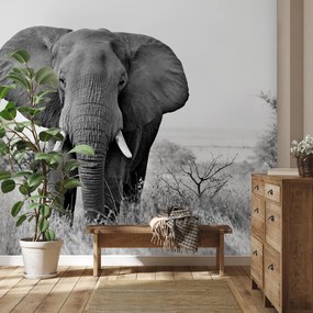 Fototapeta - Slon africký (147x102 cm)