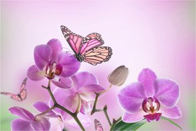 Obraz - Motýľ na kvetoch orchidey, lila (90x60 cm)