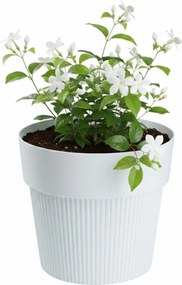 PLASTOVÝ KVETINÁČ SILVA LINE 14,5X13 CM BIELA