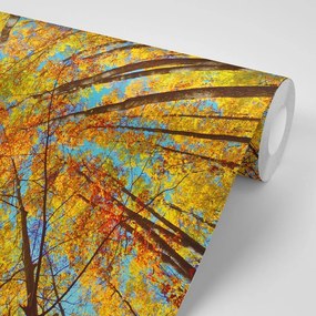 Samolepiaca fototapeta jesenné koruny stromov - 450x300