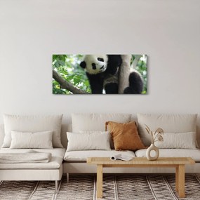 Obraz - Panda na strome (120x50 cm)