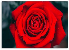 Gario Obraz na plátne Krásna červená ruža Rozmery: 60 x 40 cm