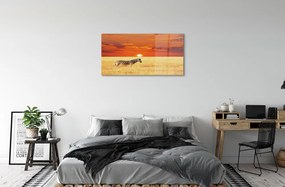 Obraz na akrylátovom skle Zebra poľa sunset 100x50 cm