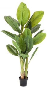 KARE DESIGN Sada 2 ks Dekoratívna rastlina Banana Tree 180 cm 180 × 40 × 21 cm
