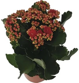 Kolopejka vďačná červená Kalanchoe blossfeldiana 'Calandiva' 20-25 cm kvetináč Ø 12 cm