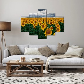 Obraz slnečnicového poľa (150x105 cm)
