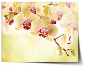 Sablio Plagát Orchidea 2 - 60x40 cm