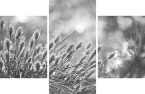 Obraz - Béžová soft grass N⁰1 (90x60 cm)