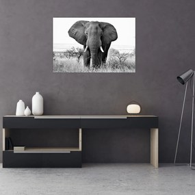 Obraz - Slon africký II. (90x60 cm)