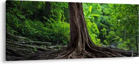 Obraz - Starý strom s koreňmi (120x50 cm)