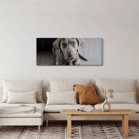 Obraz šteňaťa (120x50 cm)