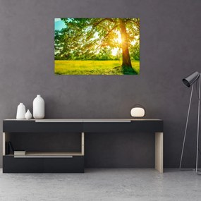 Obraz - Slnečný les (90x60 cm)