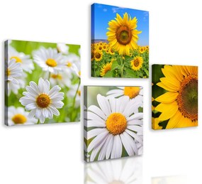 Set obrazov krásne letné lúčne kvety