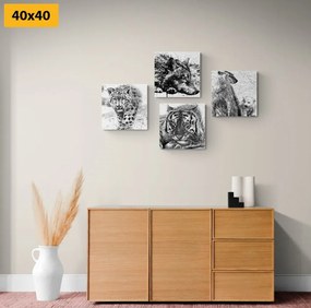 Set obrazov zvieratá v  čiernobielom akvarelovom prevedení - 4x 40x40