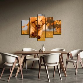 Obraz - Zlatý retriever (150x105 cm)