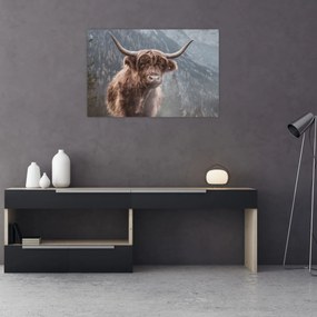 Obraz - Highlander krava (90x60 cm)