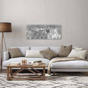 Obraz - Lišiak, čiernobiela (120x50 cm)
