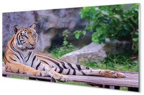 Sklenený obraz Tiger v zoo 125x50 cm