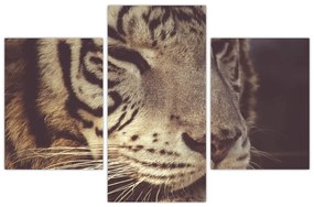 Obraz tigra (90x60 cm)