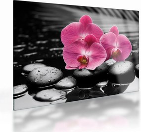 Sklenený obraz - Ružové orchidey (70x50 cm)