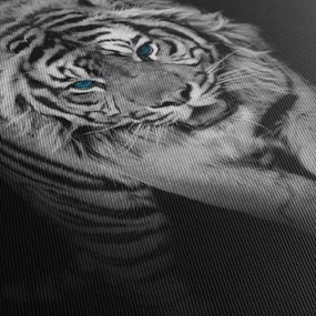 Obraz - Tiger s modrými očami (90x60 cm)