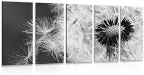 5-dielny obraz semienka púpavy v čiernobielom prevedení - 200x100