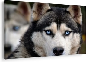 Obraz psa husky (90x60 cm)