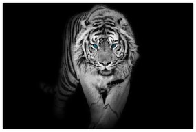 Obraz - Tiger s modrými očami (90x60 cm)