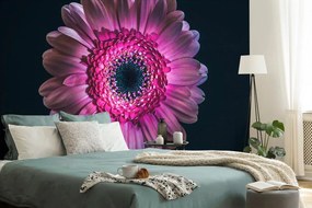 Samolepiaca tapeta purpurová gerbera - 300x200