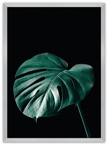 Plagát Dark Monstera