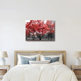 Obraz - Červené stromy, Central Park, New York (70x50 cm)
