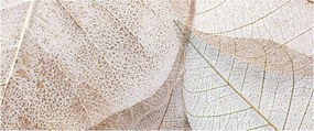Obraz - Béžové listy (120x50 cm)