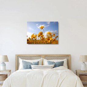 Sklenený obraz poľa s jasne žltými kvetmi (70x50 cm)