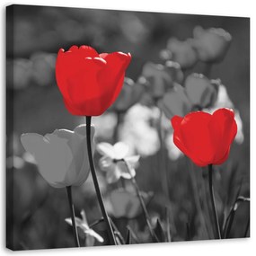 Obraz na plátně Červené květy Tulipány Příroda - 50x50 cm