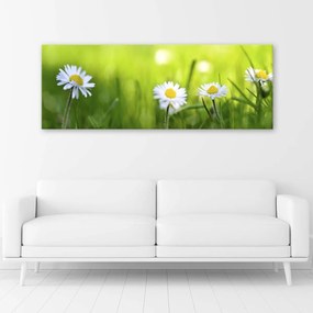Obraz na plátně Zelená tráva Daisy - 150x50 cm